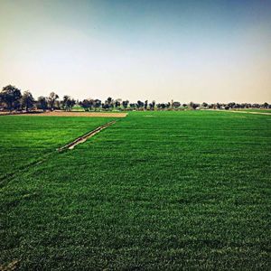 Meet your Posher, Sanam